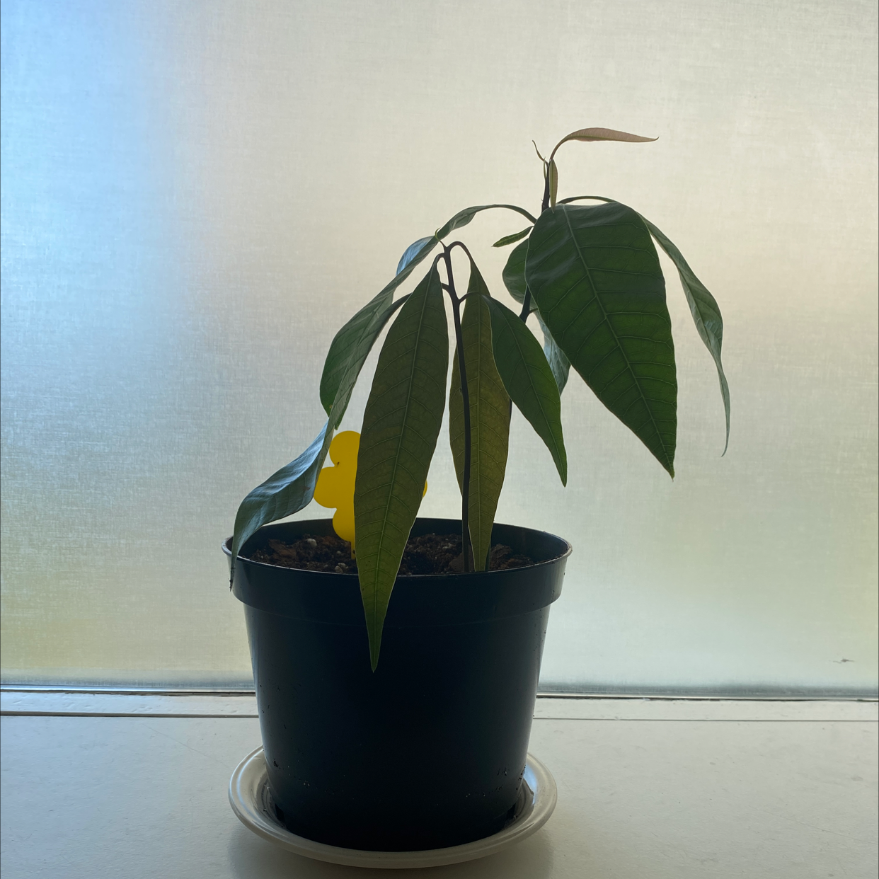 Photo of the plant species Mango by @Saar named Two headed Manji on Greg, the plant care app