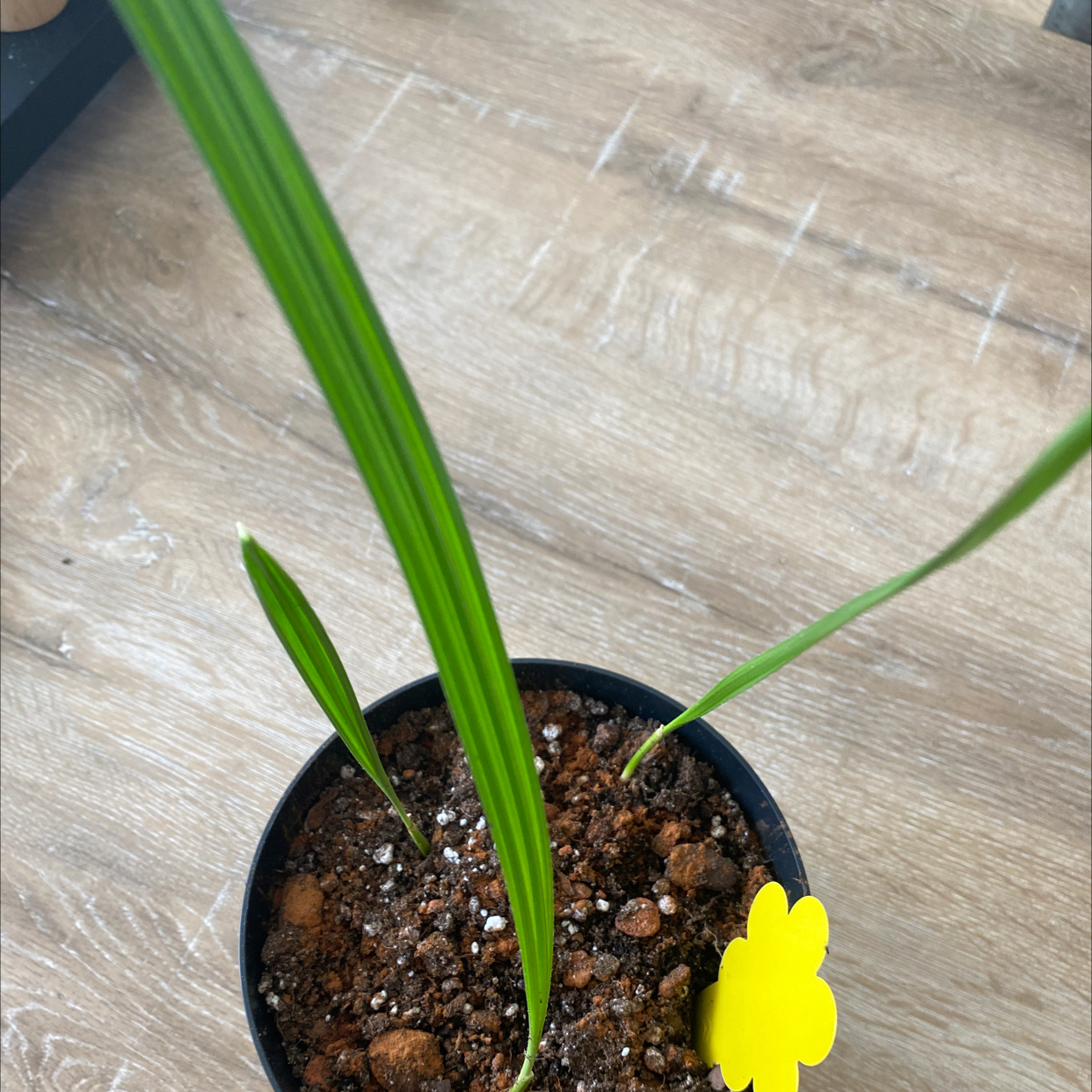 Photo of the plant species Date Palm Tree by @Saar named Date city on Greg, the plant care app