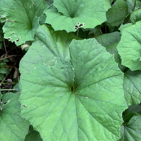 Photo of the plant species Coltsfoot by Herbert named Your plant on Greg, the plant care app