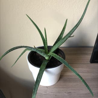 Aloe Vera plant in Tucson, Arizona