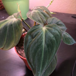 Philodendron Micans plant in Tucson, Arizona