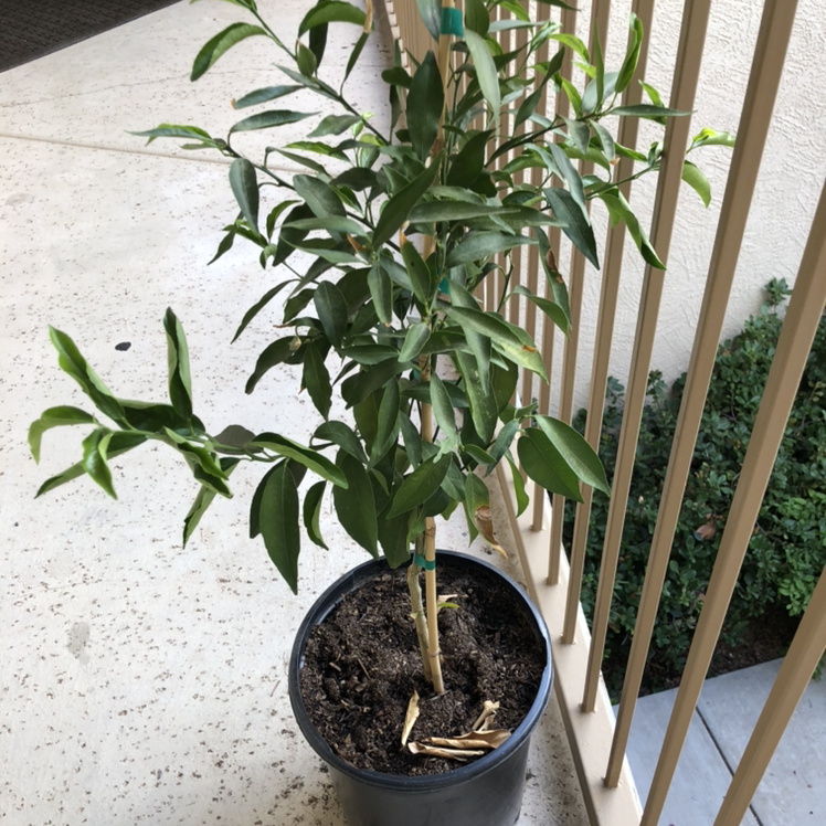 Potted Mandarin orange plant with green leaves, visible soil, and well-framed.