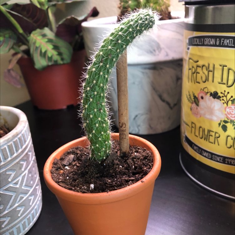 Potted Golden Snakecactus with a curved stem in a small terracotta pot.