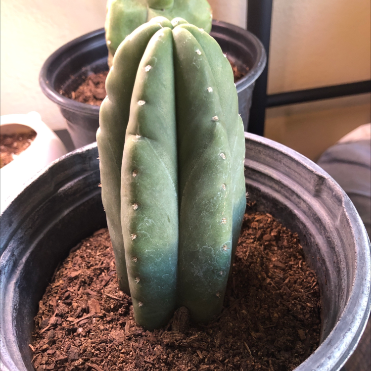 San Pedro Cactus in a pot with visible soil, well-framed and in focus.