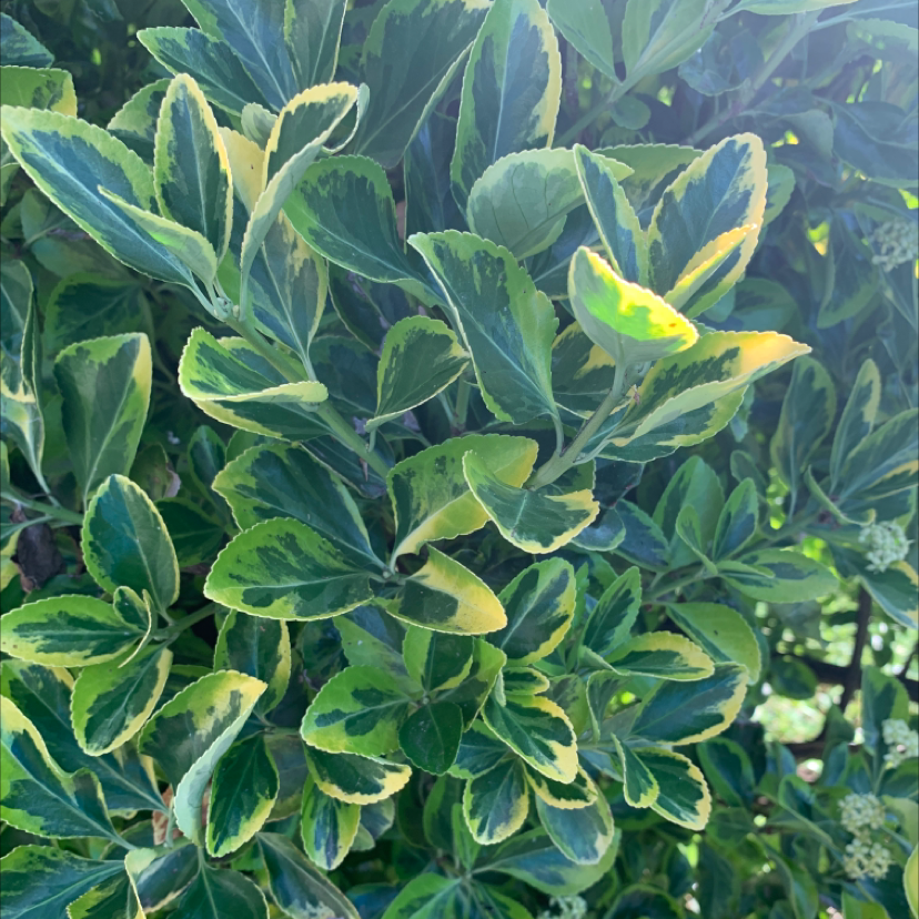 Japanese Spindle plant with variegated green and yellow leaves.