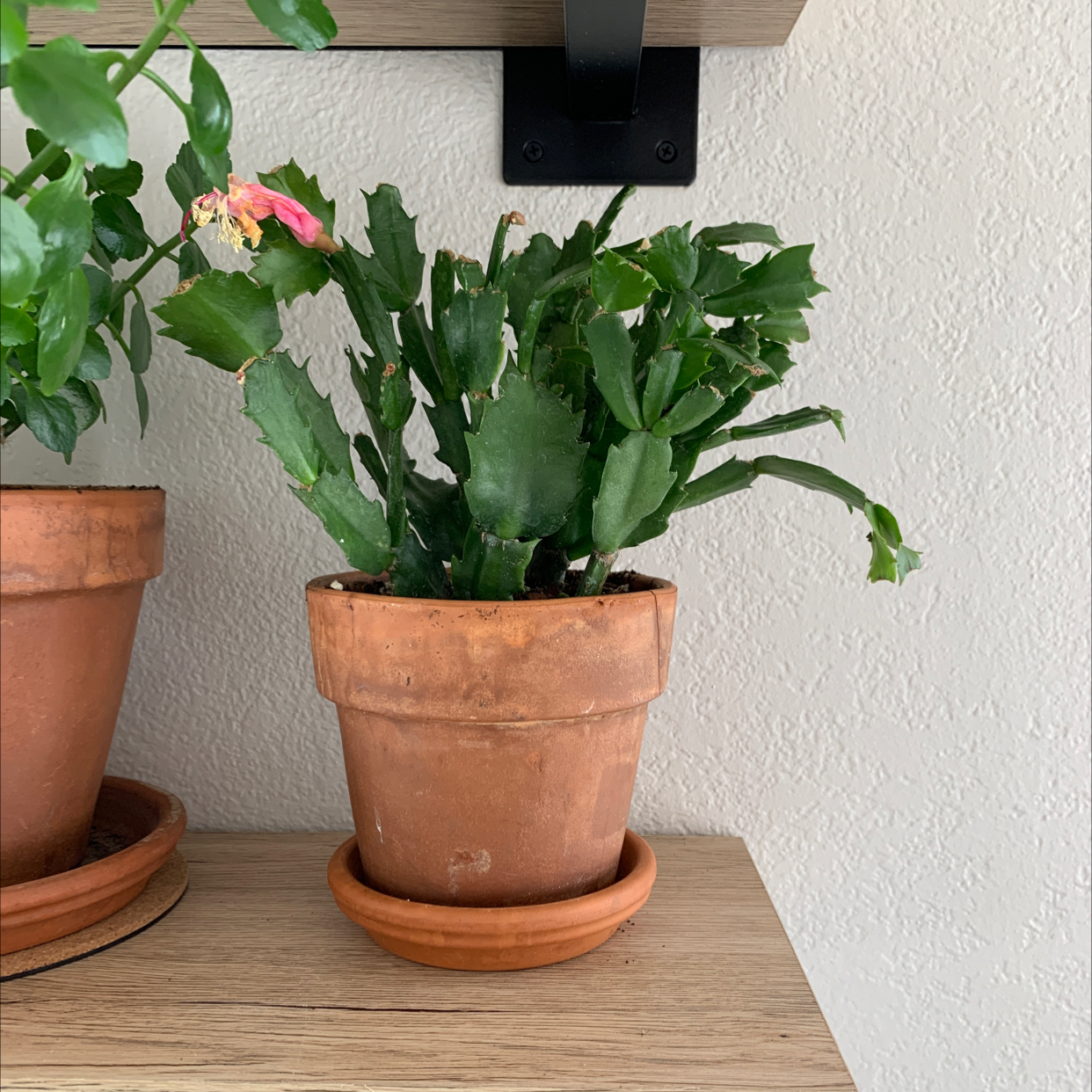 Potted Easter Cactus with segmented leaves and a wilted flower on a wooden shelf.