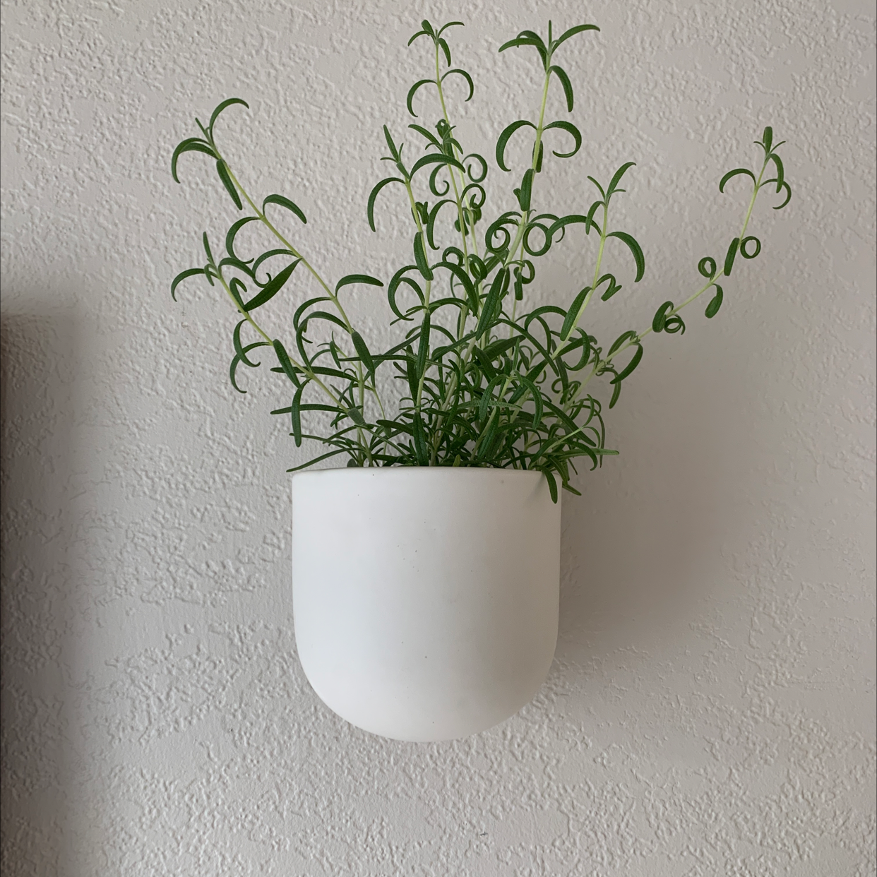 Why Are My Rosemary Leaves Droopy? 💧