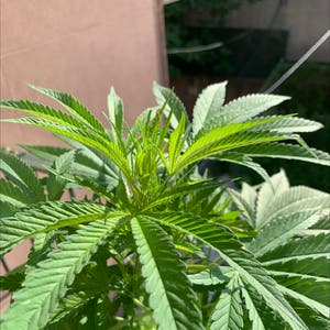 Marijuana plant photo by @MakayneO named Blue dream on Greg, the plant care app.