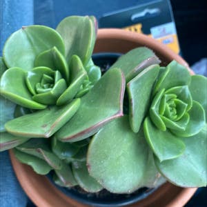 Aeonium 'Lily Pad' plant photo by Kenziestar named Lily on Greg, the plant care app.