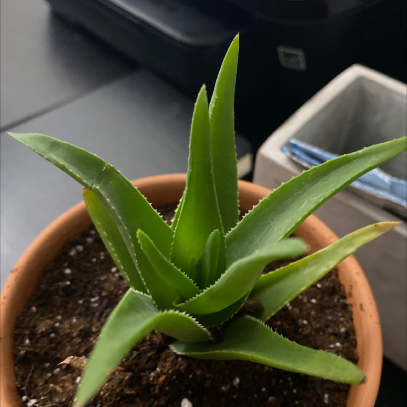 Aloe vera plant photo by @Kenziestar named Ally on Greg, the plant care app.