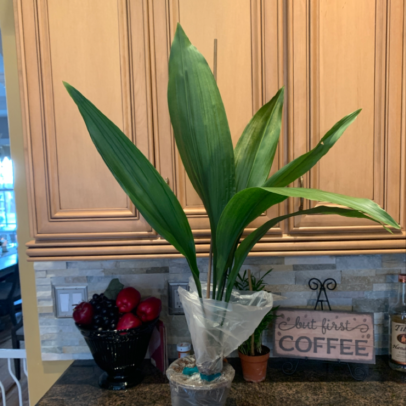 Cast Iron Plant with broad green leaves on a kitchen countertop.