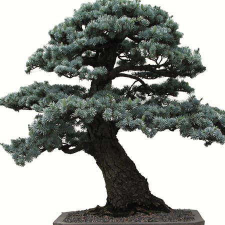 Photo of the plant species Blue Spruce Bonsai by @Alexfiona named Colorado Blue Spruce on Greg, the plant care app