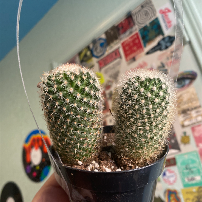 Lady Finger Cactus in a small black pot with a background of stickers and posters.