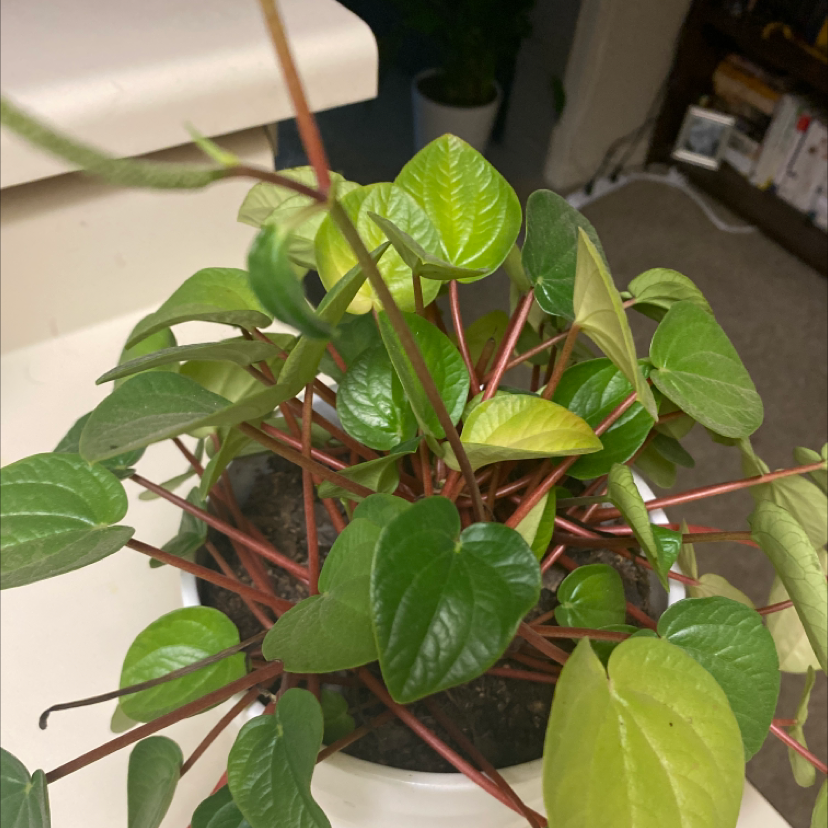Photo of the plant species Rana Verde Peperomia by @jaymewhitson named Bellatrix on Greg, the plant care app