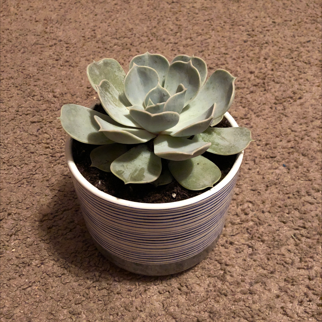 Echeveria Runyonii plant photo by @acasap named Delilah on Greg, the plant care app.