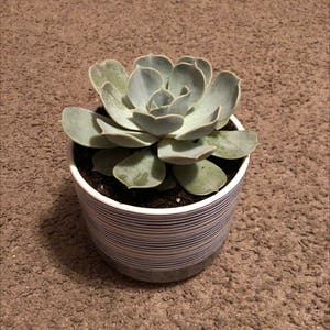 Echeveria Runyonii plant photo by Acasap named Delilah on Greg, the plant care app.
