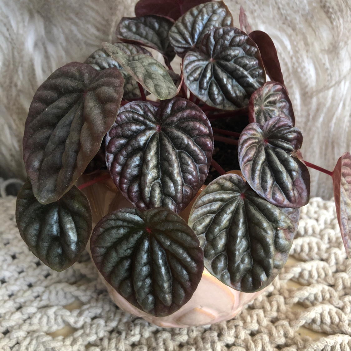 Photo of the plant species Emerald Ripple Peperomia by @Grandmastercreagh named Your plant on Greg, the plant care app