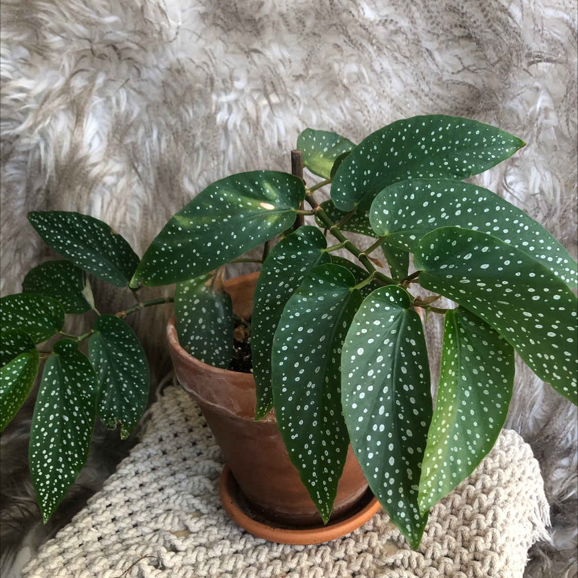 Photo of the plant species Angel Wing Begonia by @Grandmastercreagh named Your plant on Greg, the plant care app
