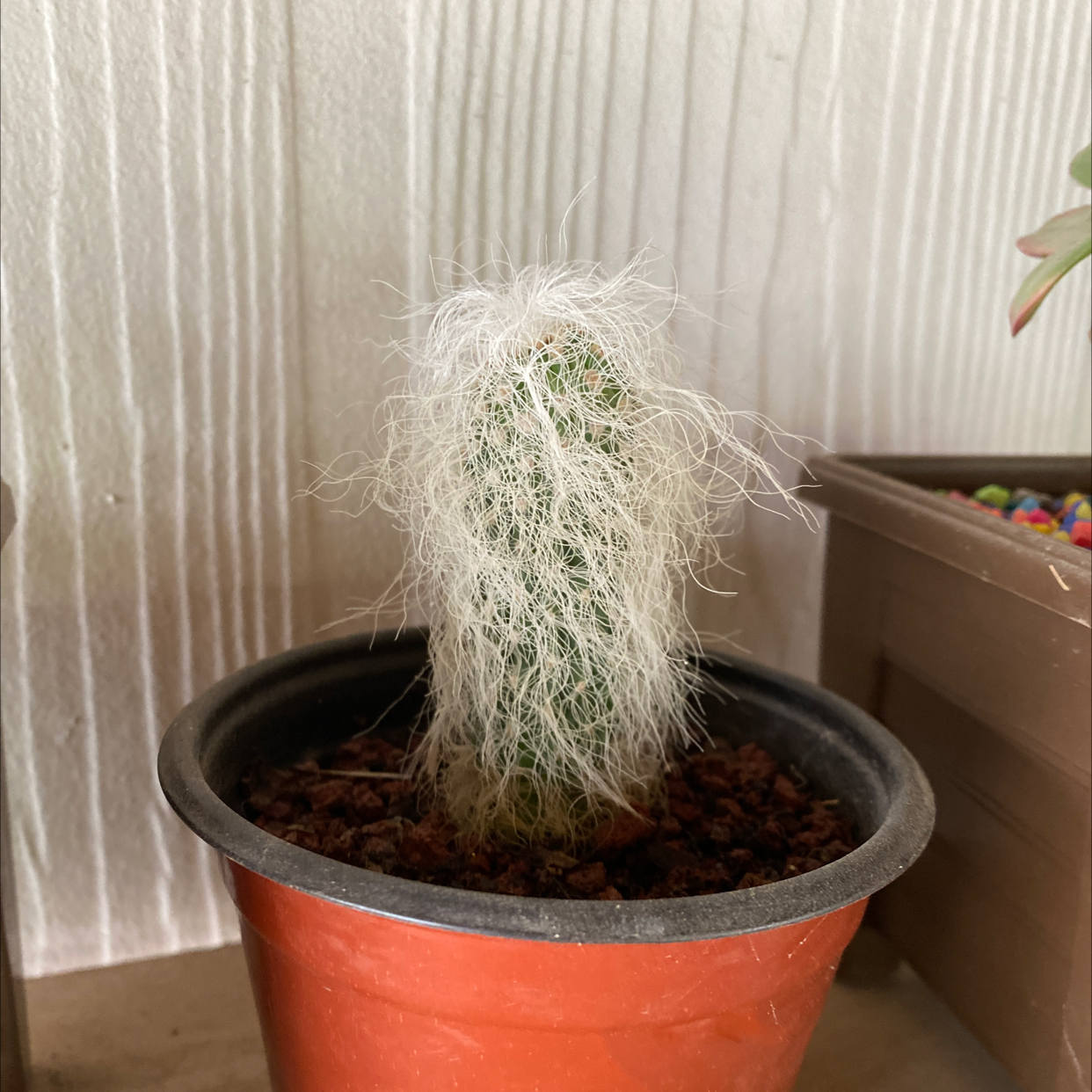 Photo of the plant species Old Man's Beard by Ashly named Athena on Greg, the plant care app