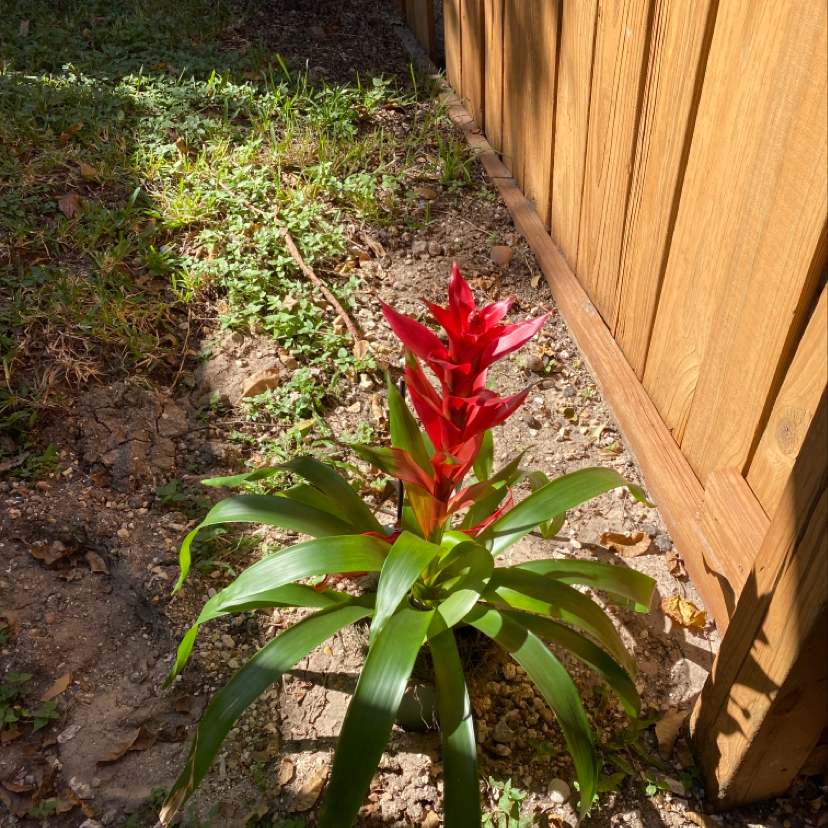 Vibrant red Guzmania lingulata bromeliad plant thriving in rocky soil next to a wooden fence, with tall spiky leaves and no signs of damage.