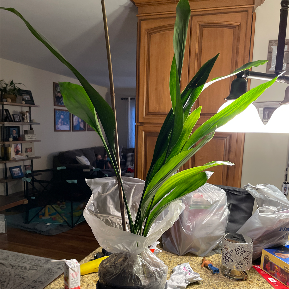 Cast Iron Plant with long green leaves on a kitchen counter.