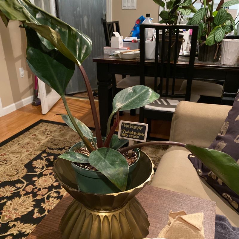 A healthy baby rubber plant in a gold pot on a table, surrounded by other houseplants in a living room with hardwood floors.