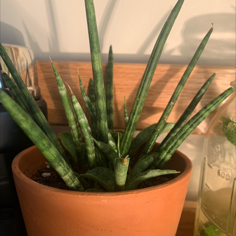 Cylindrical Snake Plant in a terracotta pot with healthy green leaves.