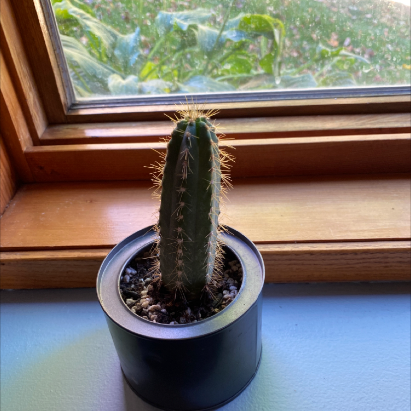 Blue Columnar Cactus in a pot on a windowsill with outdoor foliage visible through the window.
