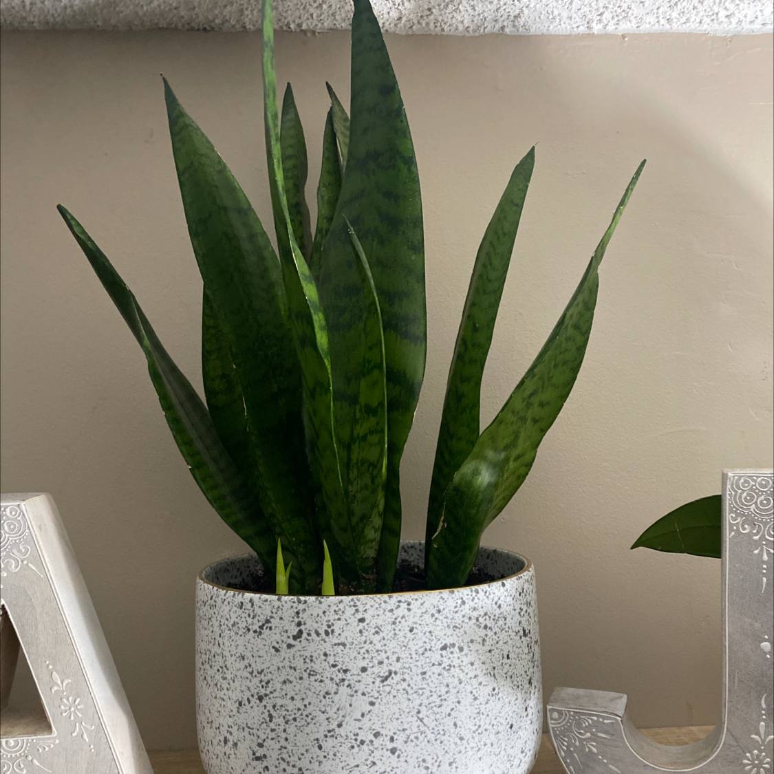 Zeylanica Snake Plant in a white speckled pot with upright green leaves.