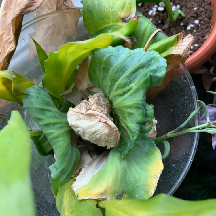 Photo of the plant species Wild Cabbage by @gnwinterbear named Emerald on Greg, the plant care app