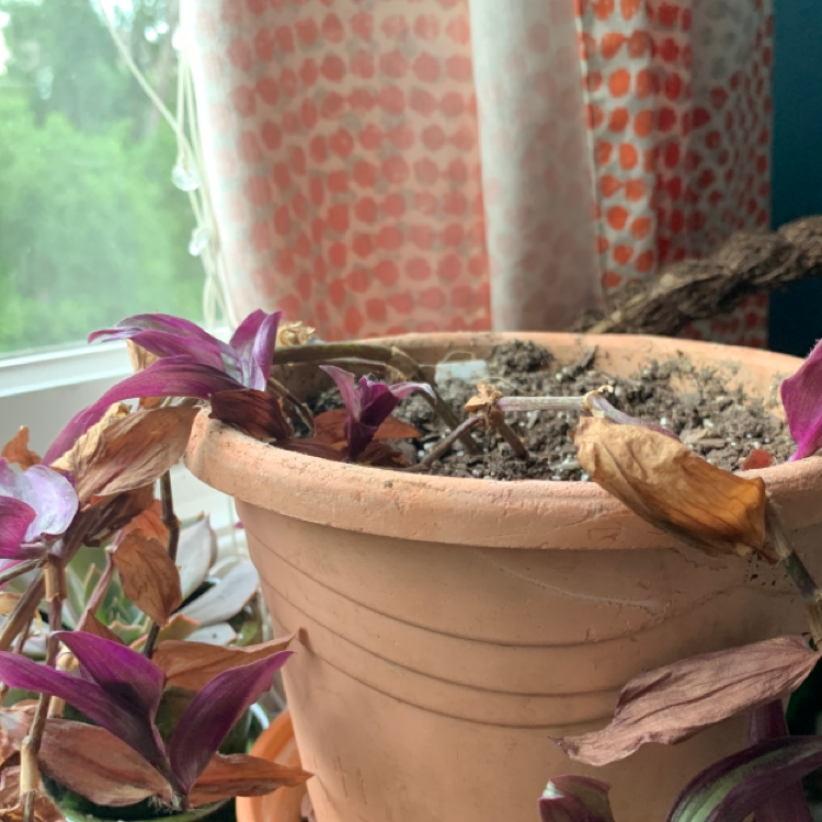 Spiderwort plant photo by @gnwinterbear named Bojack on Greg, the plant care app.