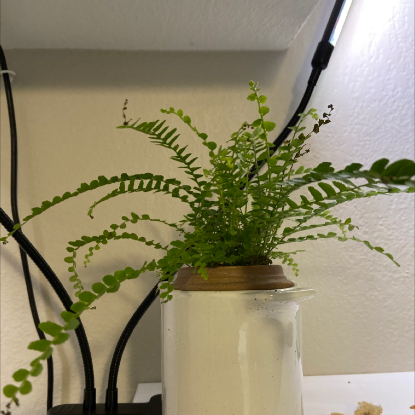 Healthy Erect Sword Fern in glass vase with lush green glossy fronds and no signs of discoloration or disease.