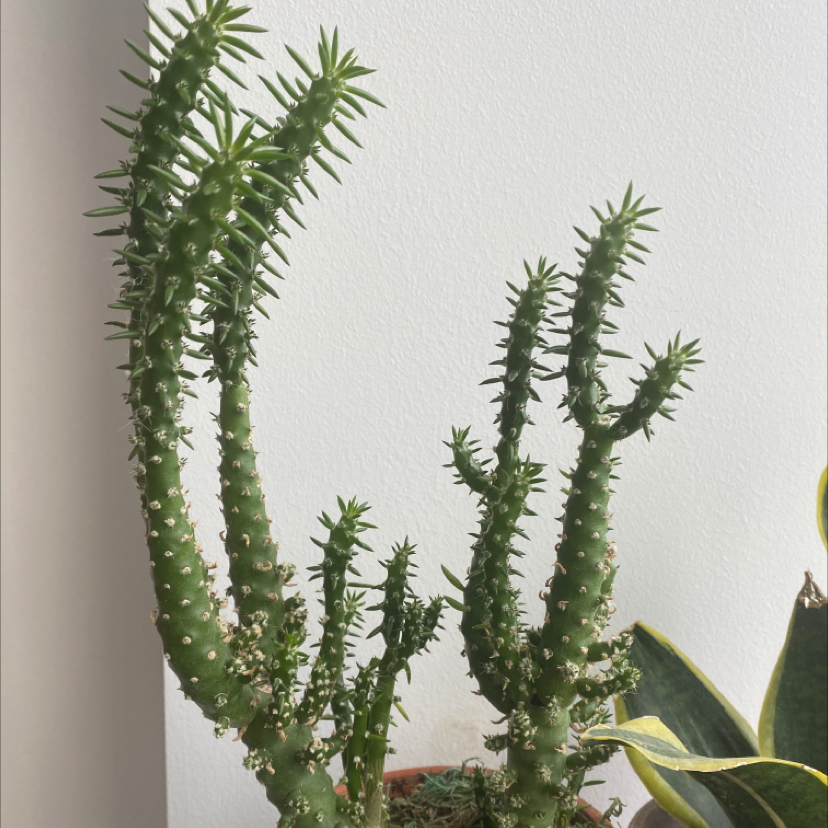 Photo of the plant species Eve's Needle Cactus by @Natashamorris named Tall guy plant stand 1 on Greg, the plant care app
