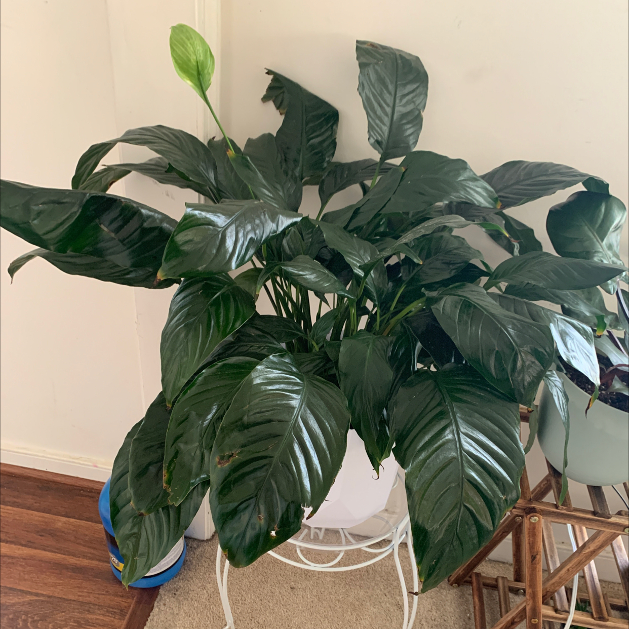 Peace Lily plant photo by @CookieLee911 named Millie on Greg, the plant care app.