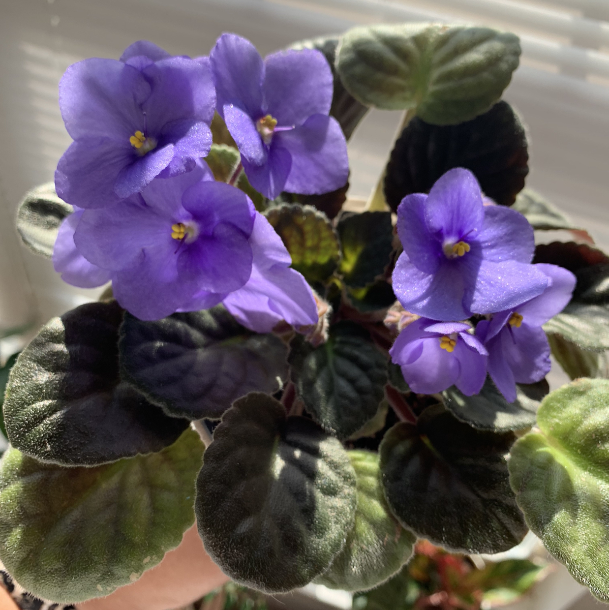 African Violet plant photo by @CookieLee911 named Afiya on Greg, the plant care app.