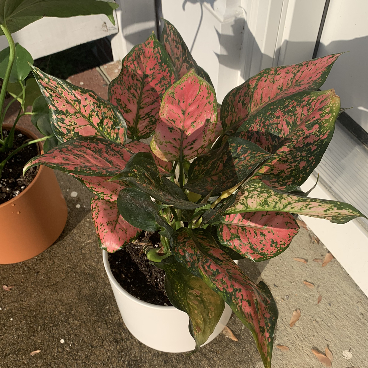 Photo of the plant species Pink Dalmatian Aglaonema by @CookieLee911 named Agatha on Greg, the plant care app