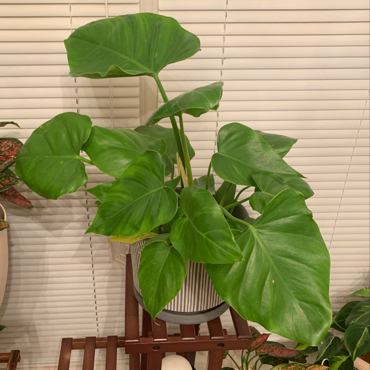 Healthy Elephant Ear Philodendron with large green leaves in a pot on a wooden stand indoors.