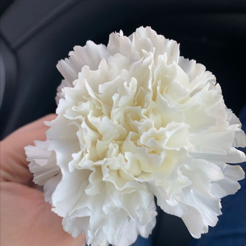 Close-up of a white Border Carnation flower held by a hand.