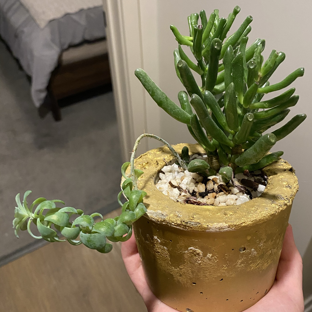 Lucky Plant plant photo by @scarface408 named mom on Greg, the plant care app.