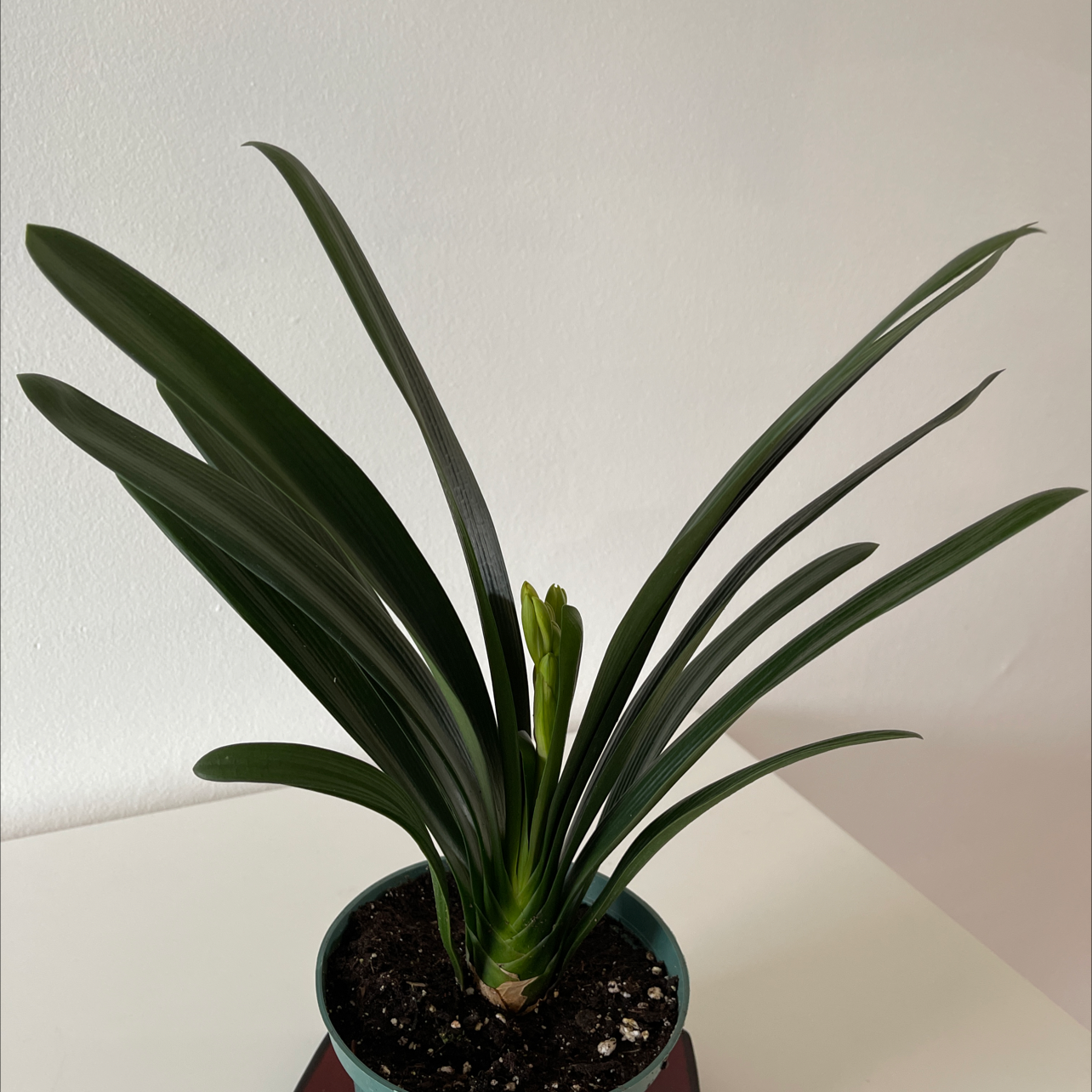 A healthy Bush Lily plant in a pot with dark green leaves and visible soil.