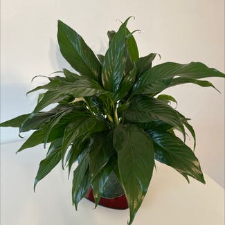 Peace Lily plant in Lodi, New Jersey