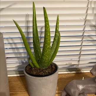 Aloe vera plant in Lodi, New Jersey