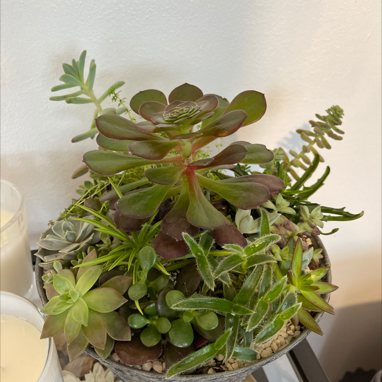 Photo of the plant species Aeonium Arboreum by @micioteto named Ulysses on Greg, the plant care app