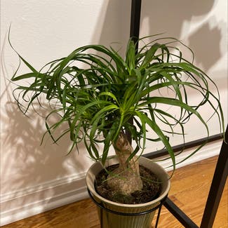 Ponytail Palm plant in Lodi, New Jersey