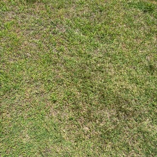 St. Augustine Grass plant in Sherman, Texas