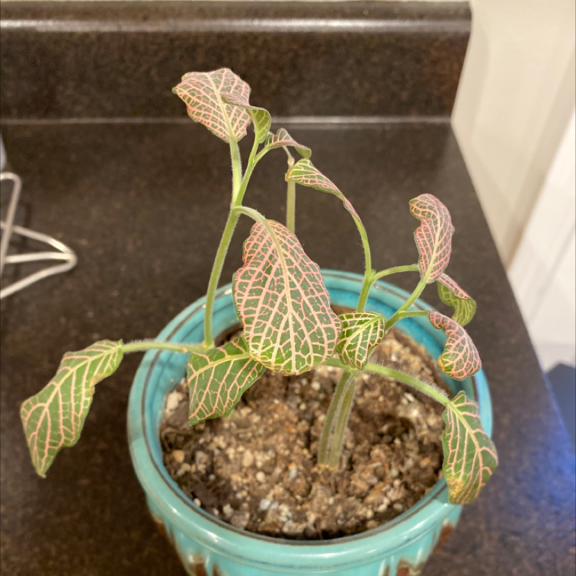 Nerve Plant plant photo by Angelica named Thirsty on Greg, the plant care app.