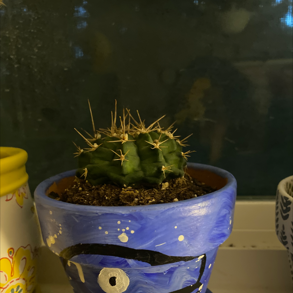A healthy Texas Barrel Cactus in a decorated pot with visible soil.
