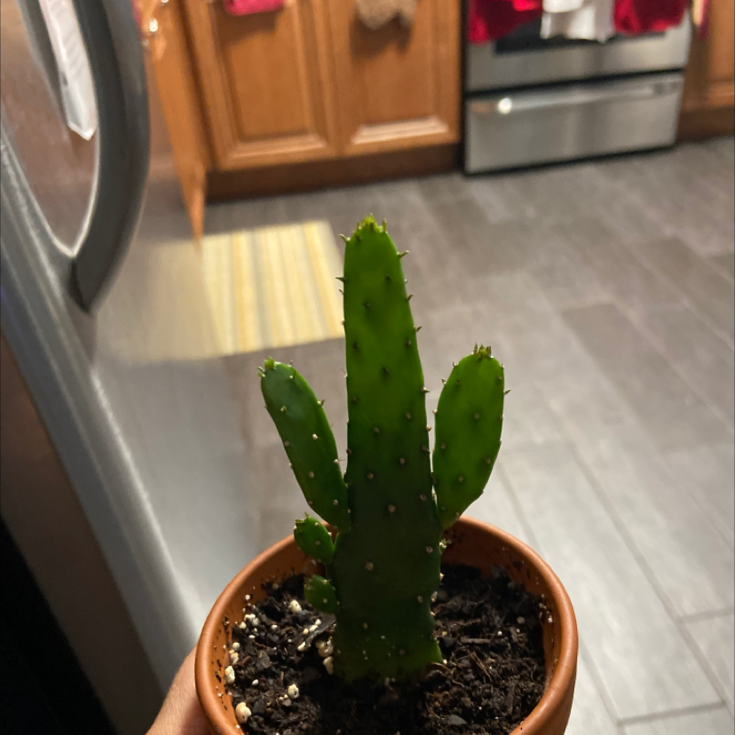 Small potted Woolyjoint Prickly Pear cactus held indoors, appears healthy.