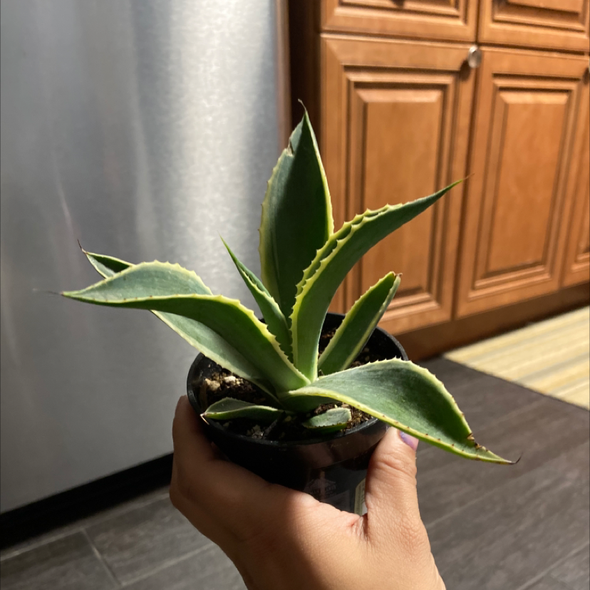 Photo of the plant species Agave mitis 'Multicolor' by @Ashlaylaytheplantmama named Earth on Greg, the plant care app