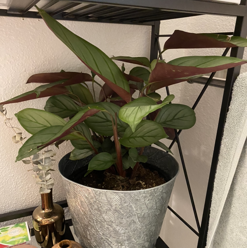 Photo of the plant species Jungle Velvet by Julia named Emerson on Greg, the plant care app